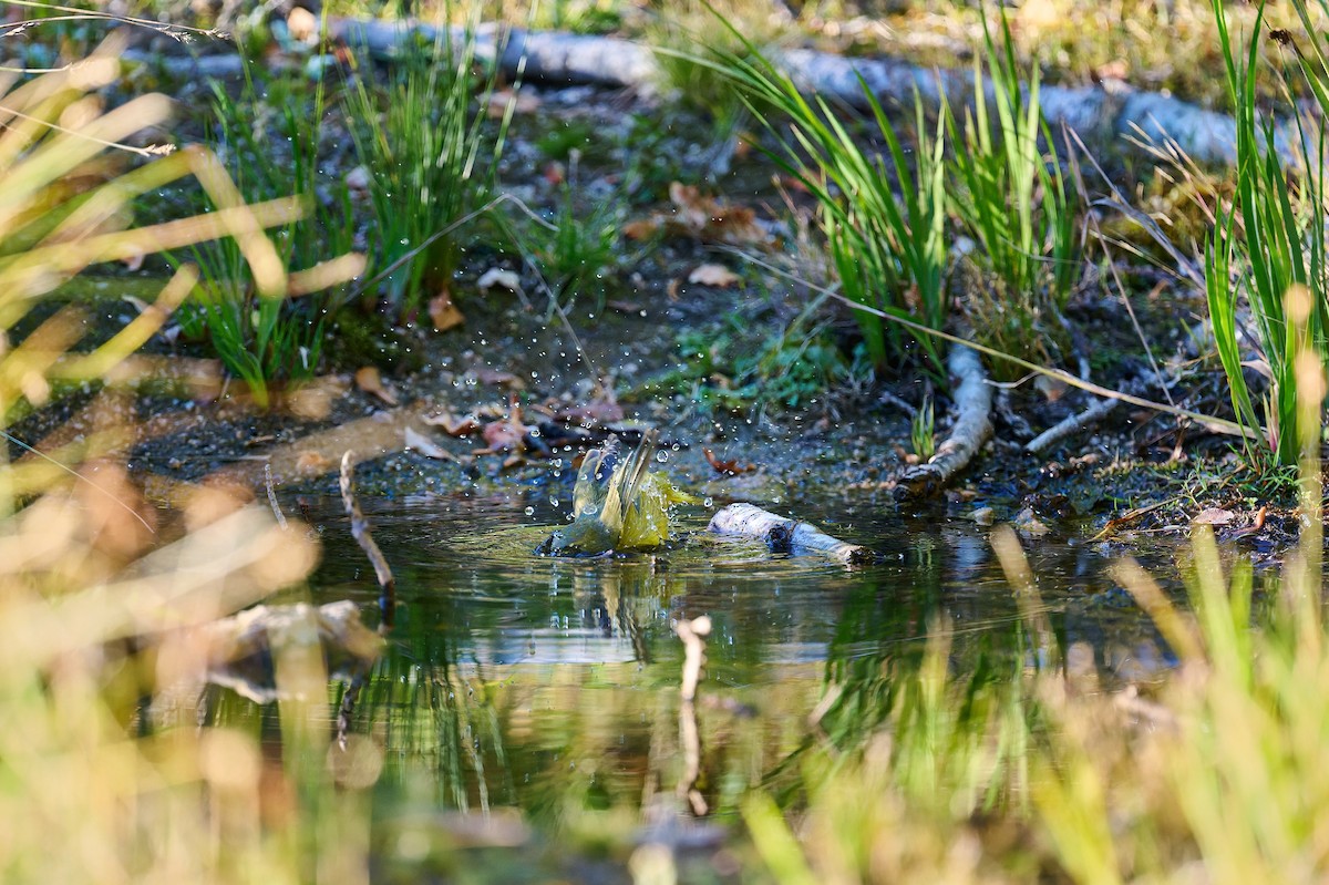 Orange-crowned Warbler - ML643117692