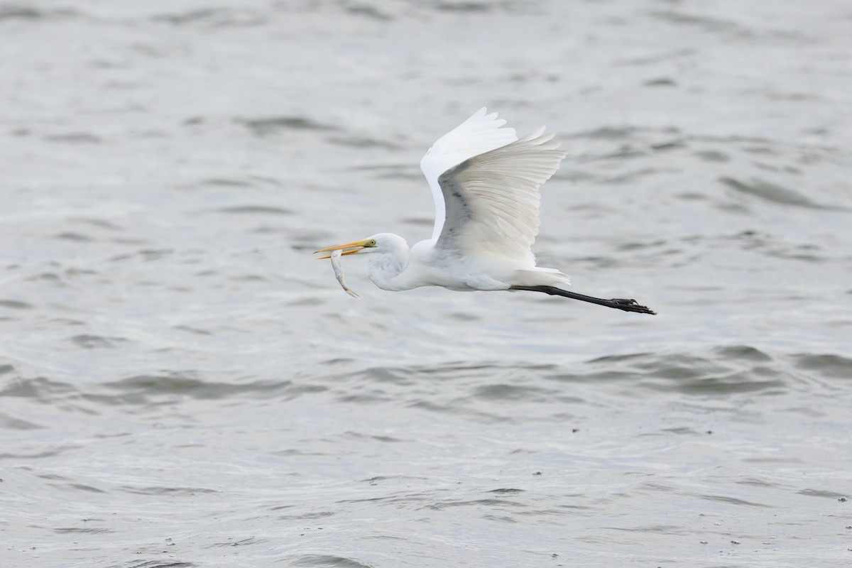 Great Egret (modesta) - ML643117696