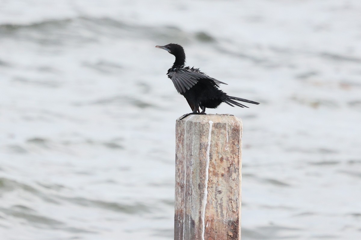 Little Cormorant - ML643117705