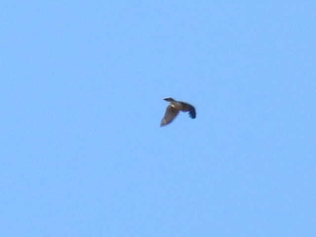 Sharp-shinned Hawk - ML643117741