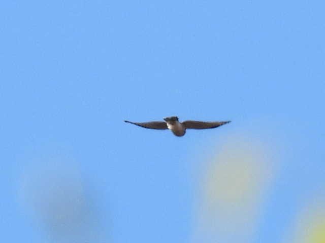 Sharp-shinned Hawk - ML643117742
