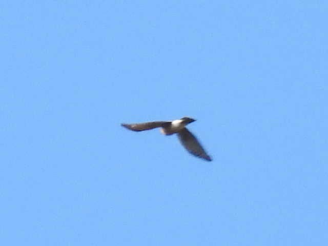 Sharp-shinned Hawk - ML643117743