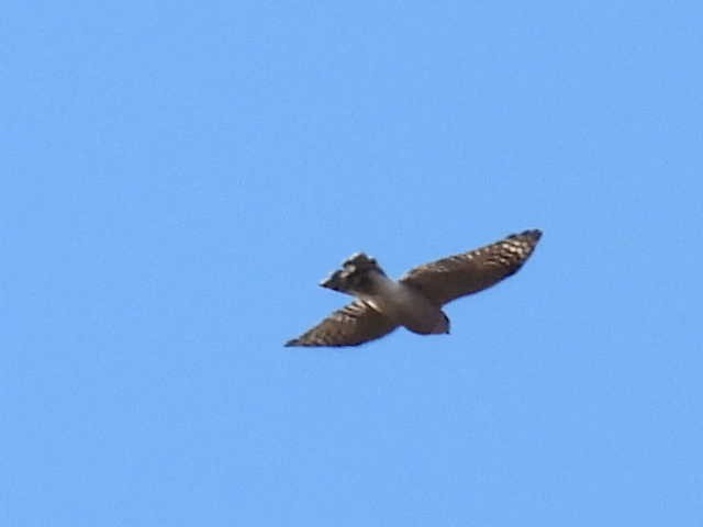 Sharp-shinned Hawk - ML643117744