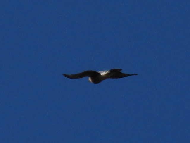 Sharp-shinned Hawk - ML643117745