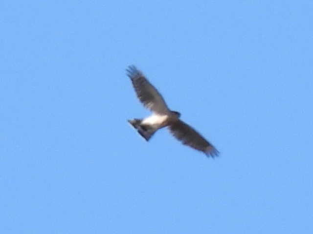 Sharp-shinned Hawk - ML643117746