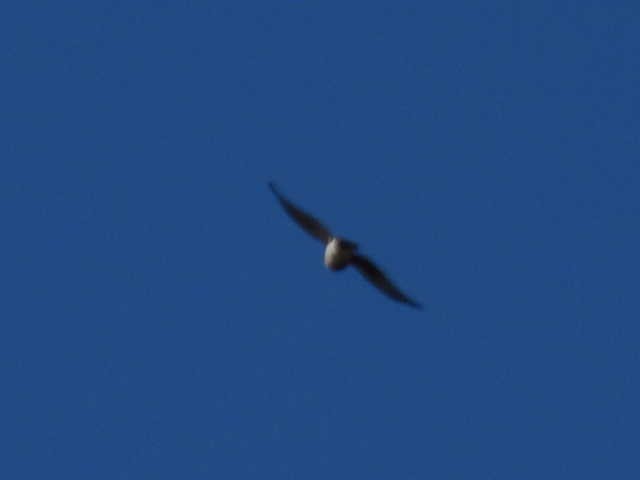Sharp-shinned Hawk - ML643117747