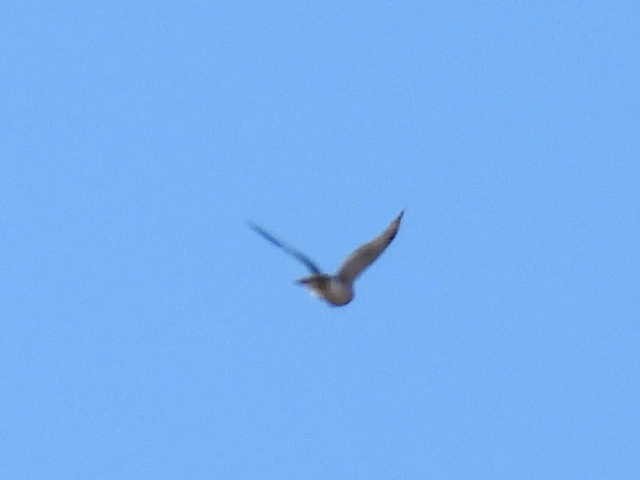Sharp-shinned Hawk - ML643117748