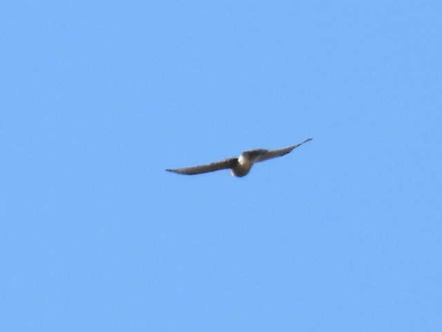 Sharp-shinned Hawk - ML643117749