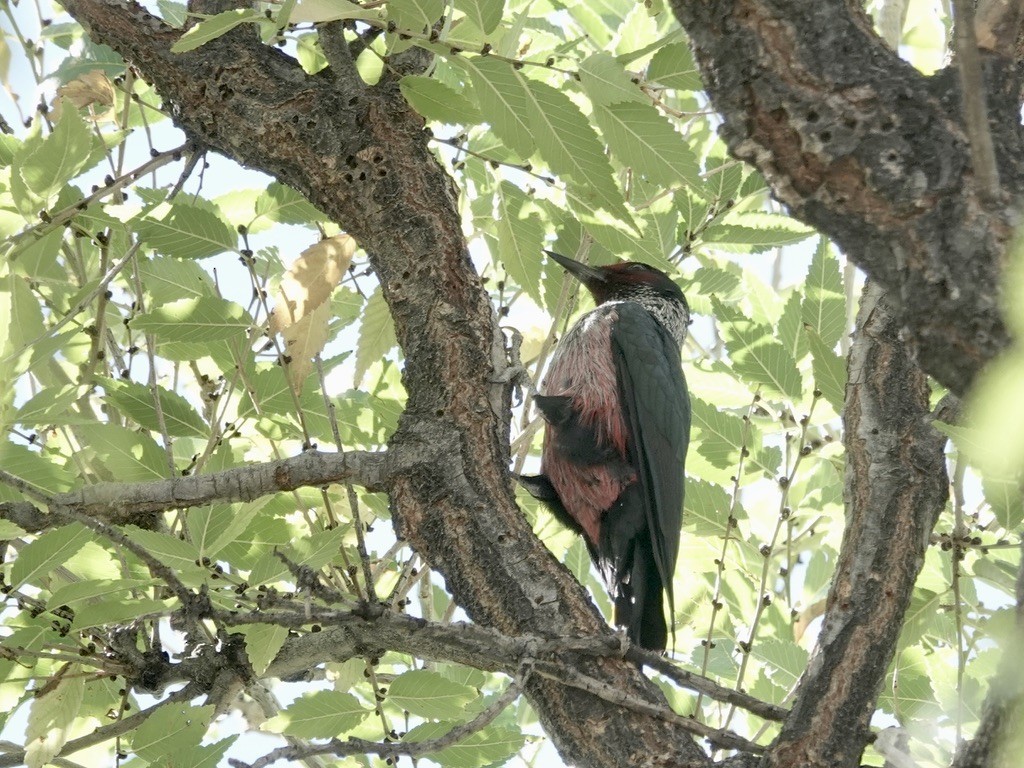 Lewis's Woodpecker - ML643117750