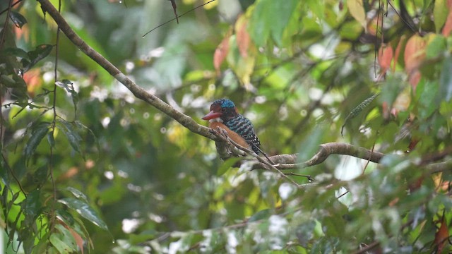 Banded Kingfisher (Black-faced) - ML643117753