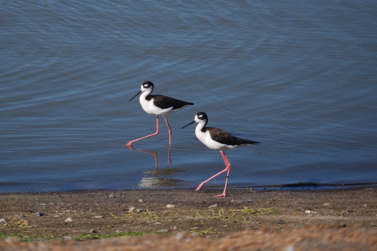 Black-necked Stilt - ML643117805