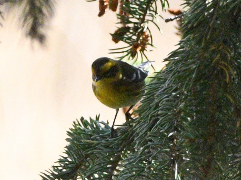 Paruline de Townsend - ML643117816