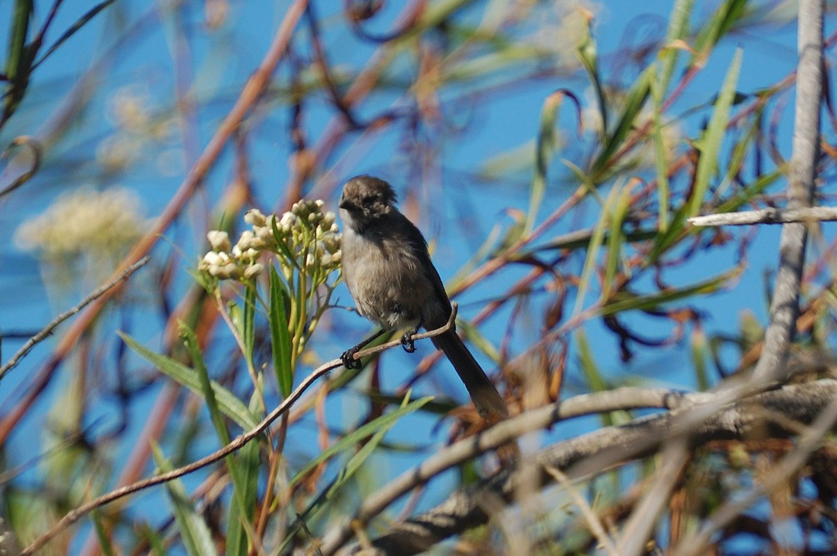 Bushtit - ML643117838