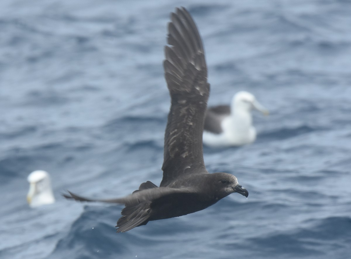 Gray-faced Petrel - ML643117840