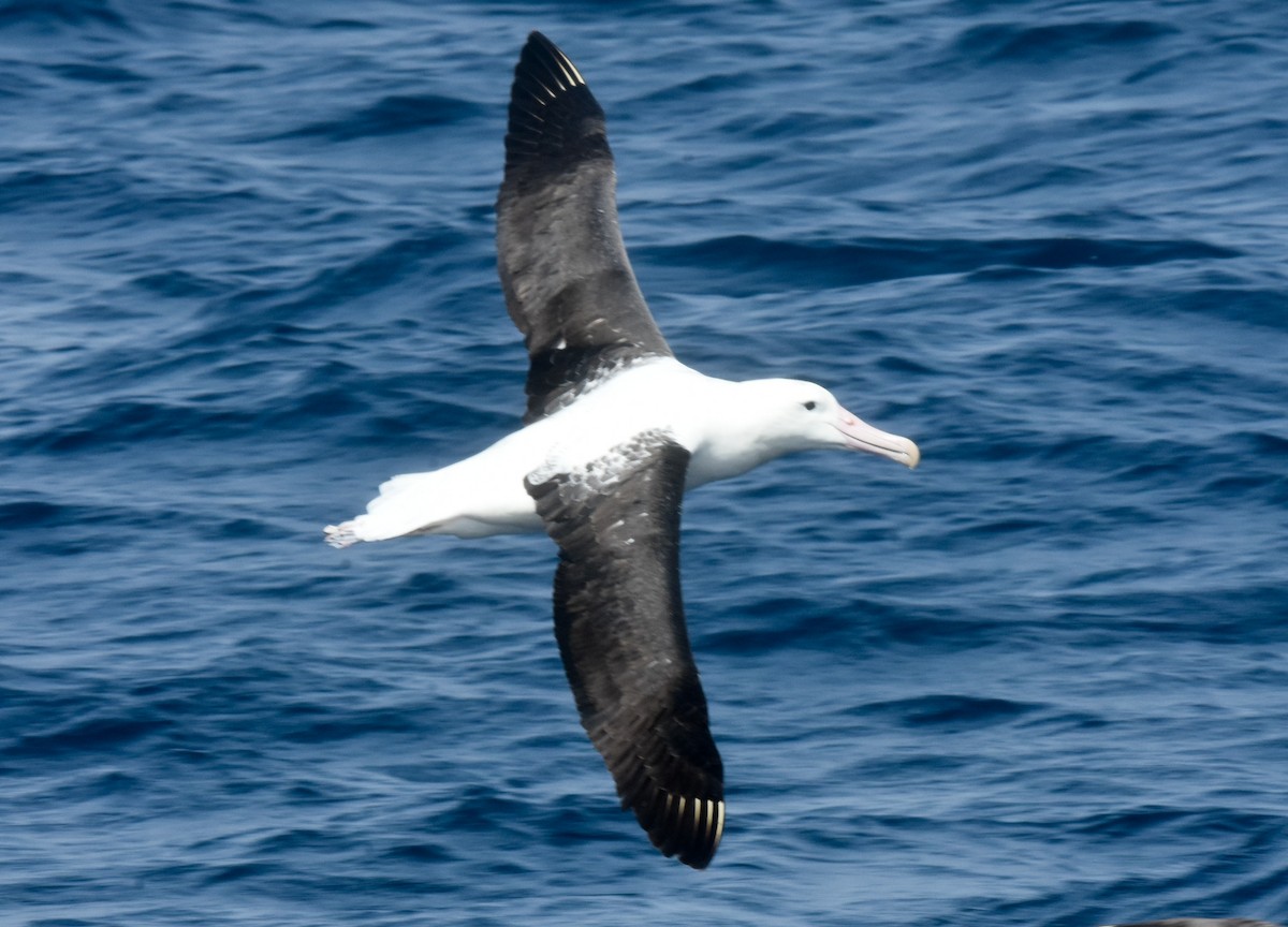 Northern Royal Albatross - ML643117879