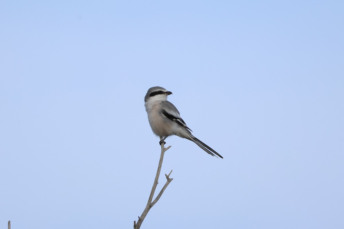 Chinese Gray Shrike - ML643117888