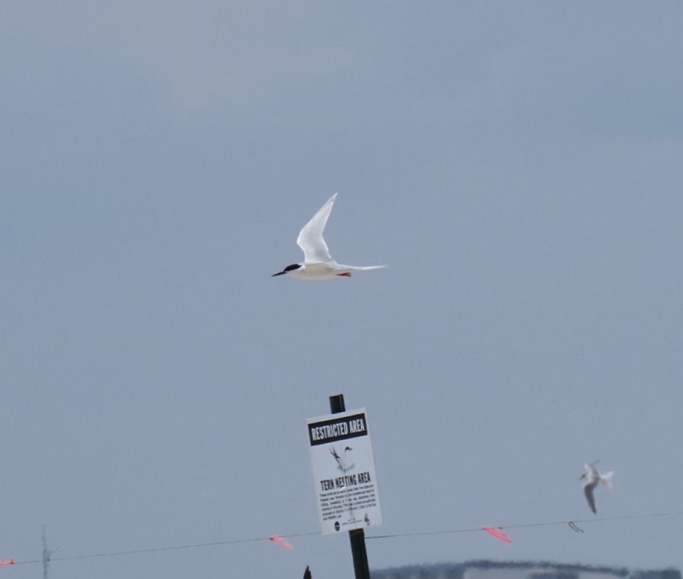 Roseate Tern - ML643117917