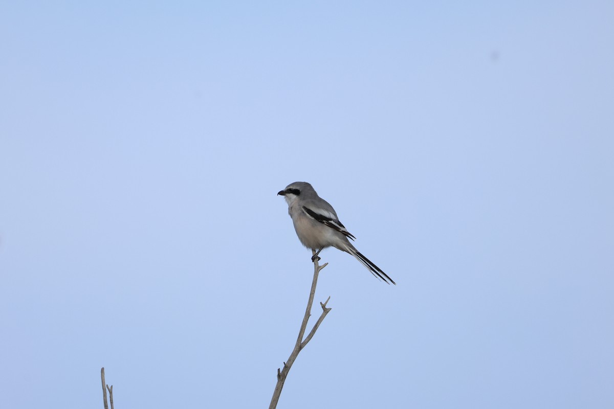 Chinese Gray Shrike - ML643117932