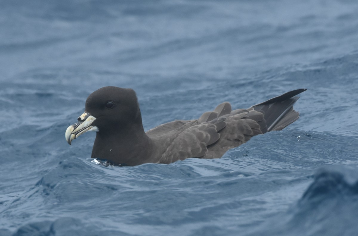 White-chinned Petrel - ML643117944