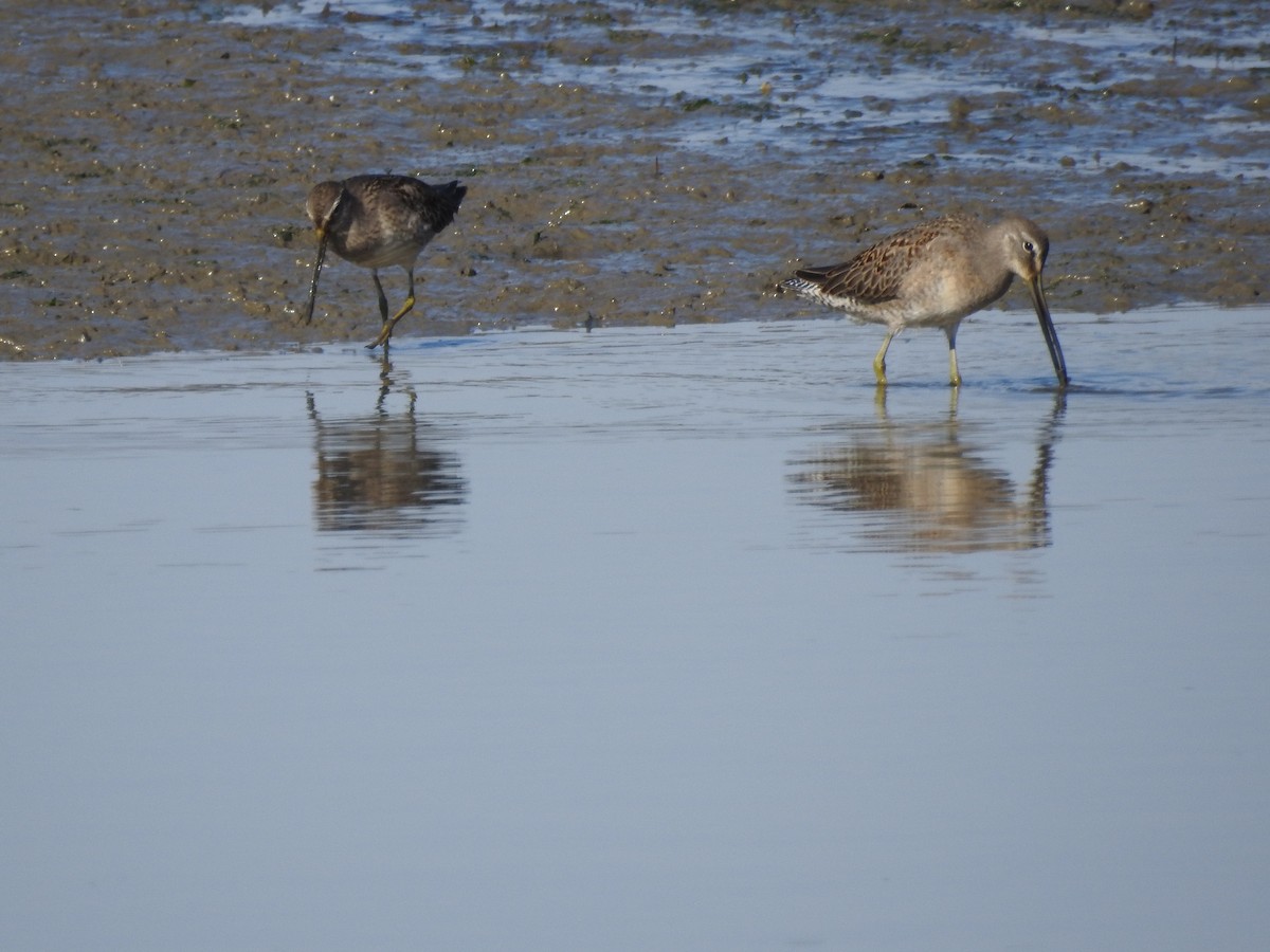 Хараалжин цууцил - ML643117976