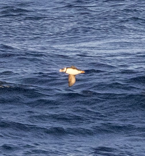 Horned Puffin - ML643117979