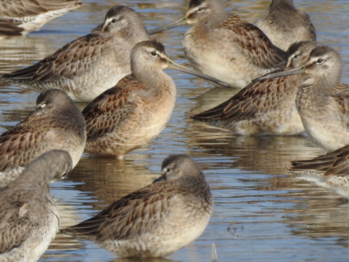 Хараалжин цууцил - ML643117985