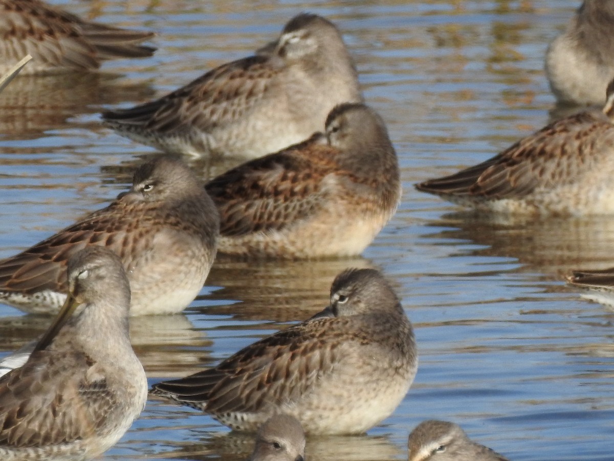 Хараалжин цууцил - ML643117990