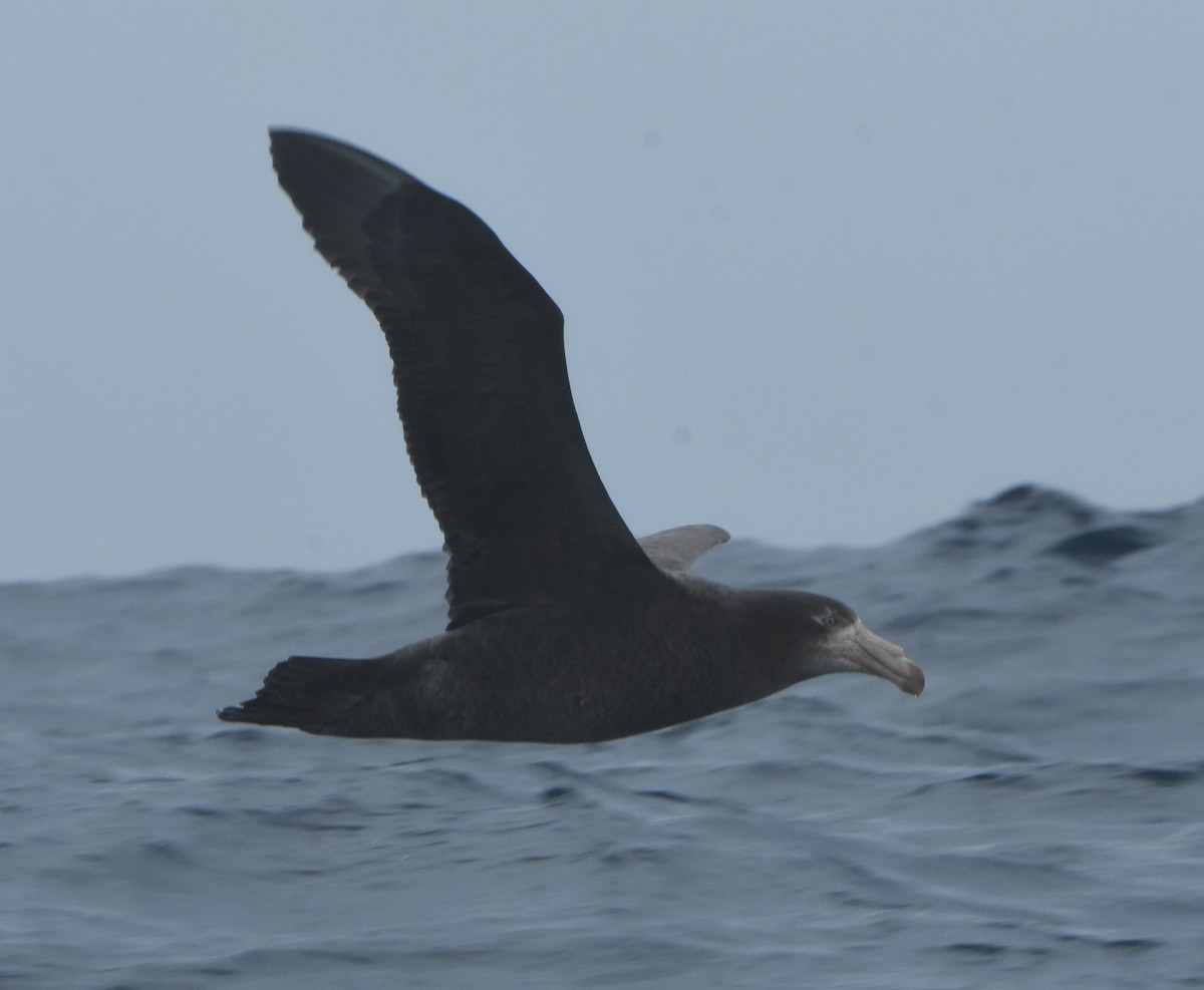 Northern Giant-Petrel - ML643117996