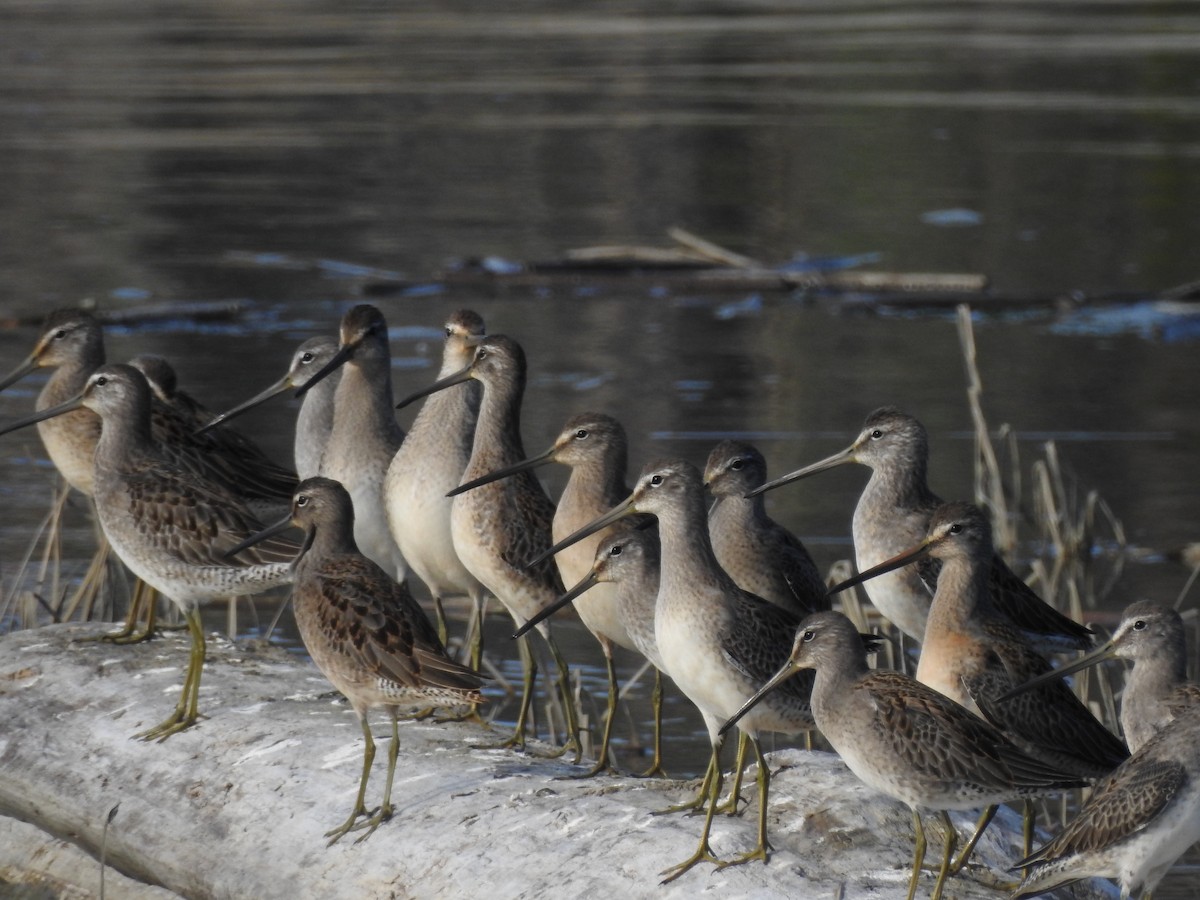 Хараалжин цууцил - ML643118013