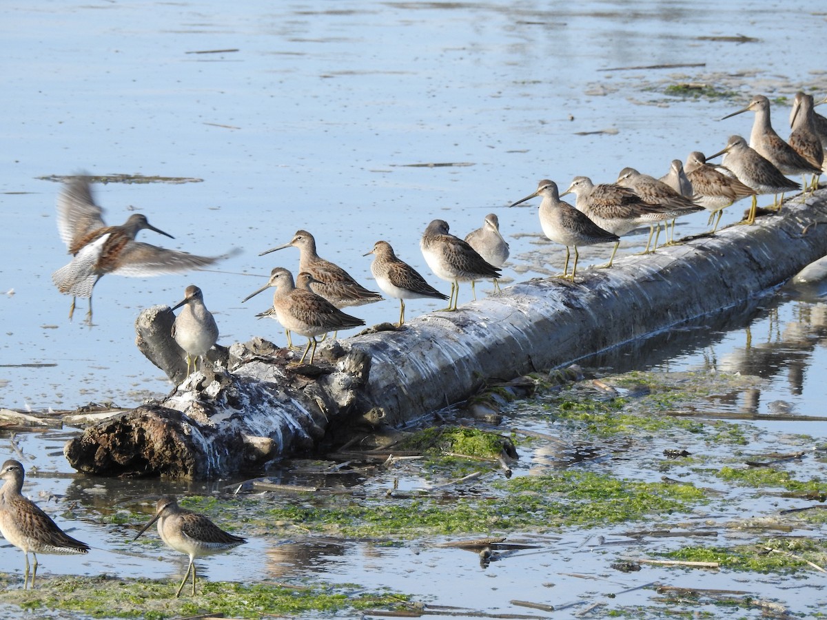 Хараалжин цууцил - ML643118054