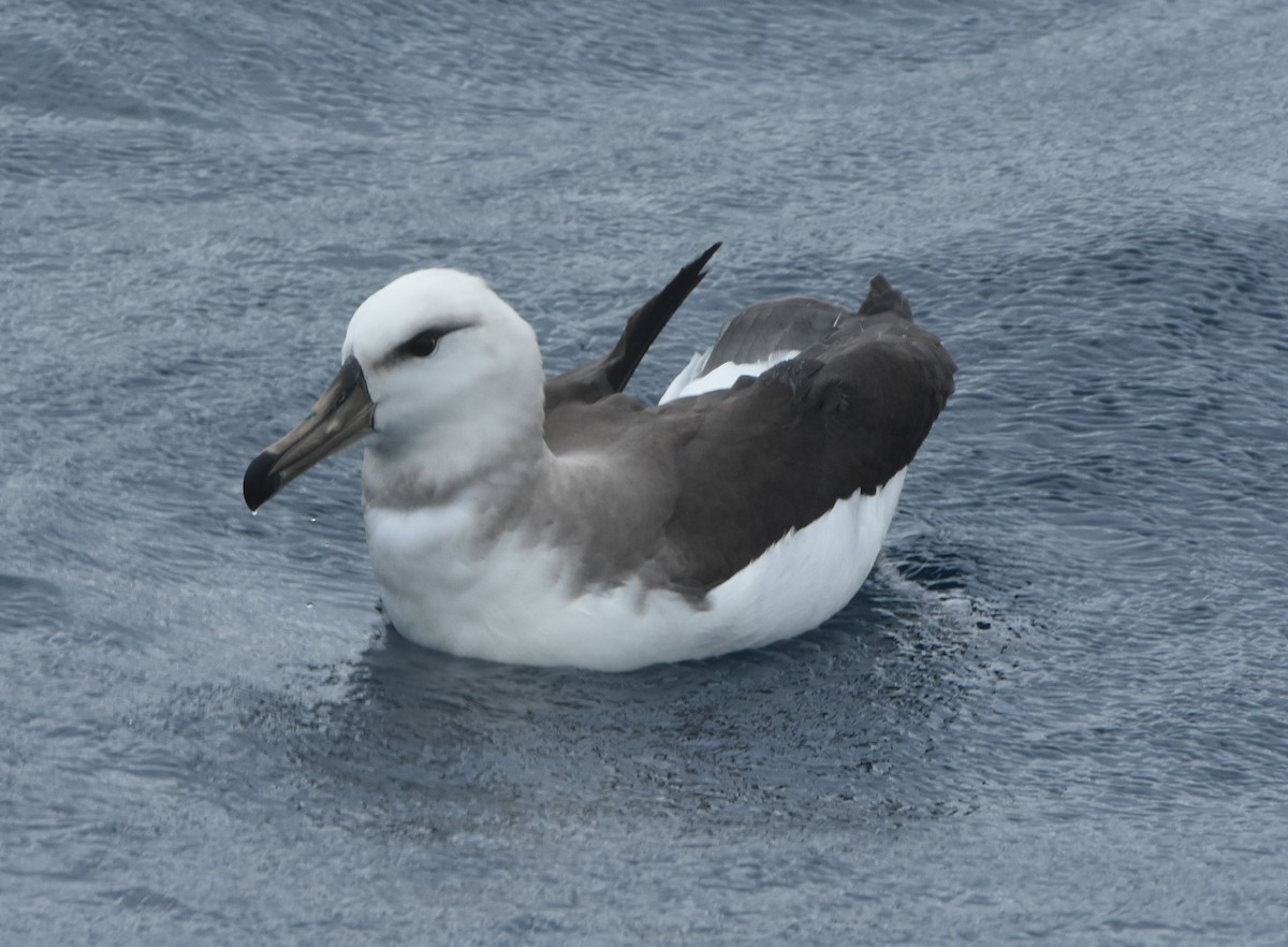 Black-browed Albatross (Black-browed) - ML643118060