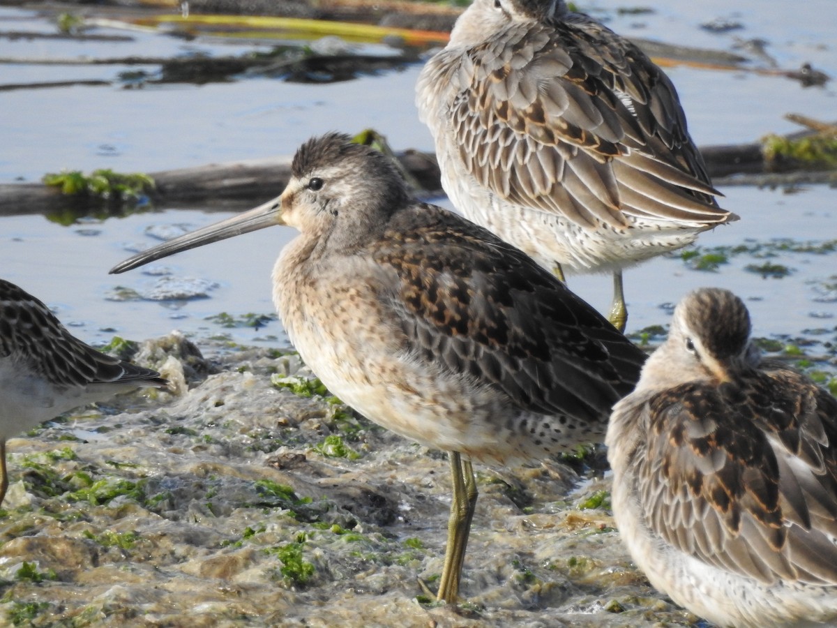 Хараалжин цууцил - ML643118074