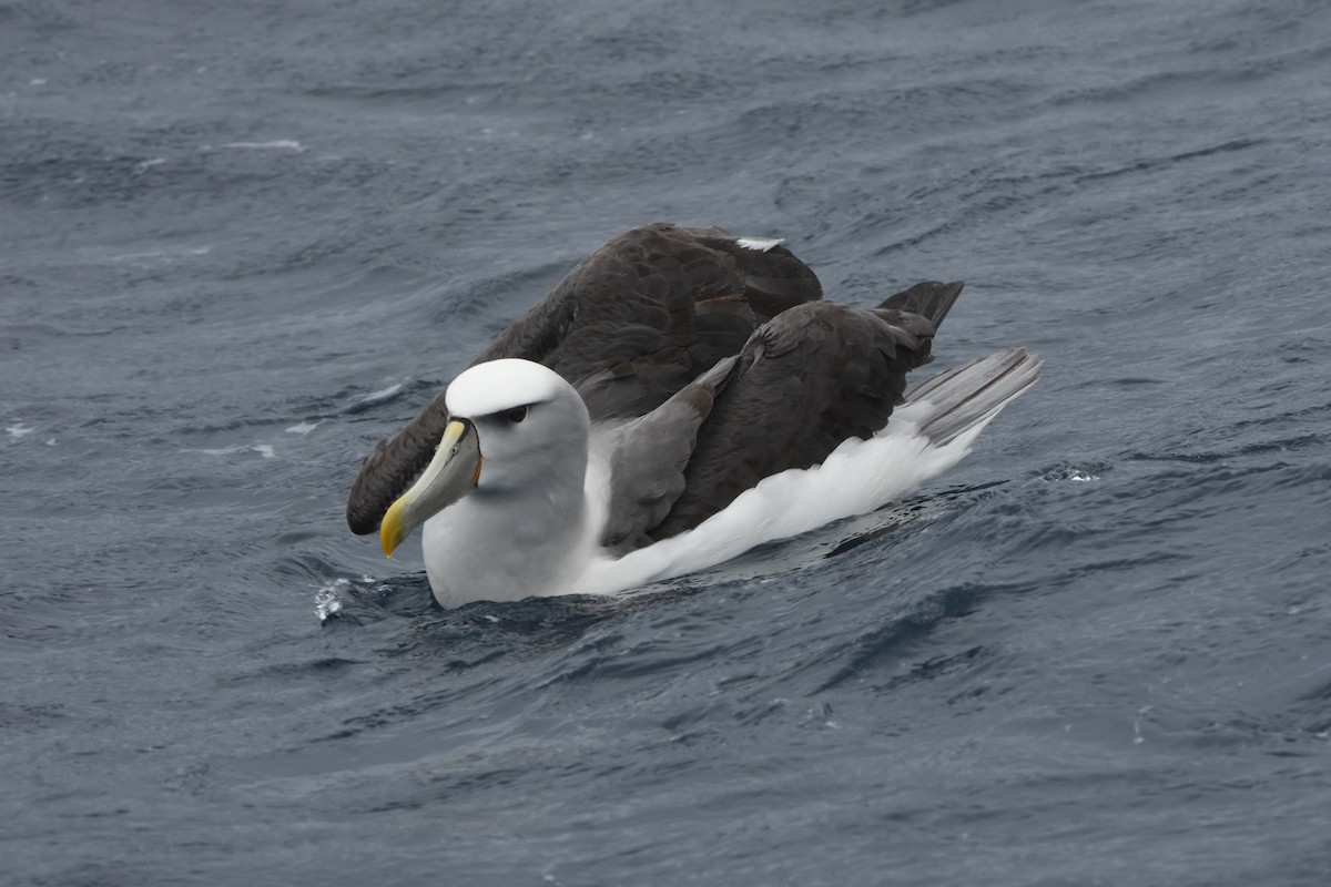 White-capped Albatross (cauta) - ML643118110