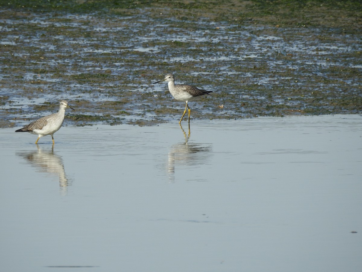 Greater Yellowlegs - ML643118175