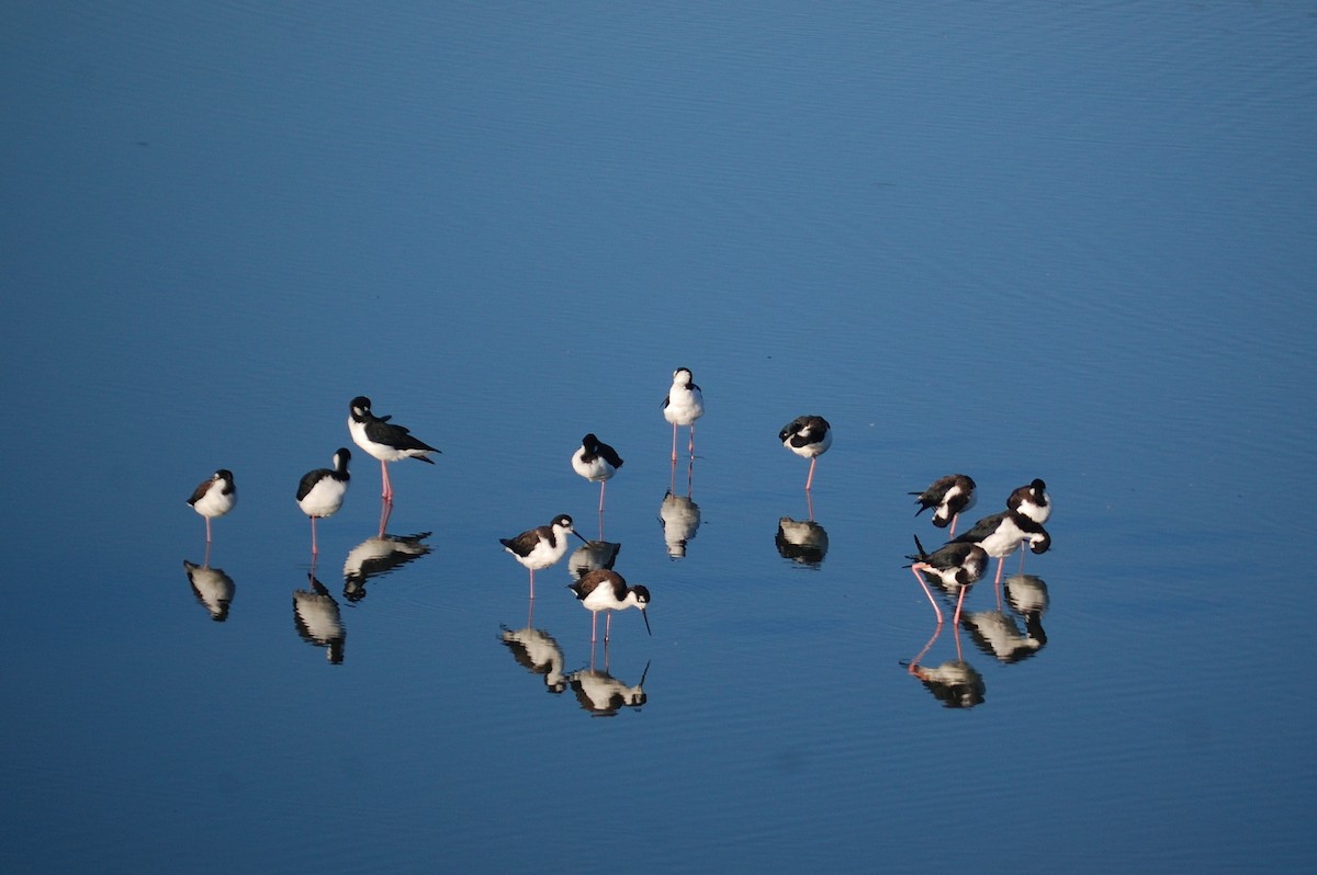 Black-necked Stilt - ML643118187