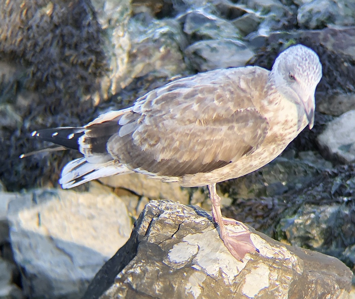 アメリカセグロカモメ - ML643118196