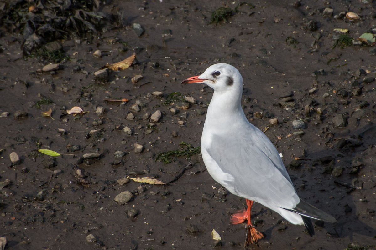 Mouette rieuse - ML643118201