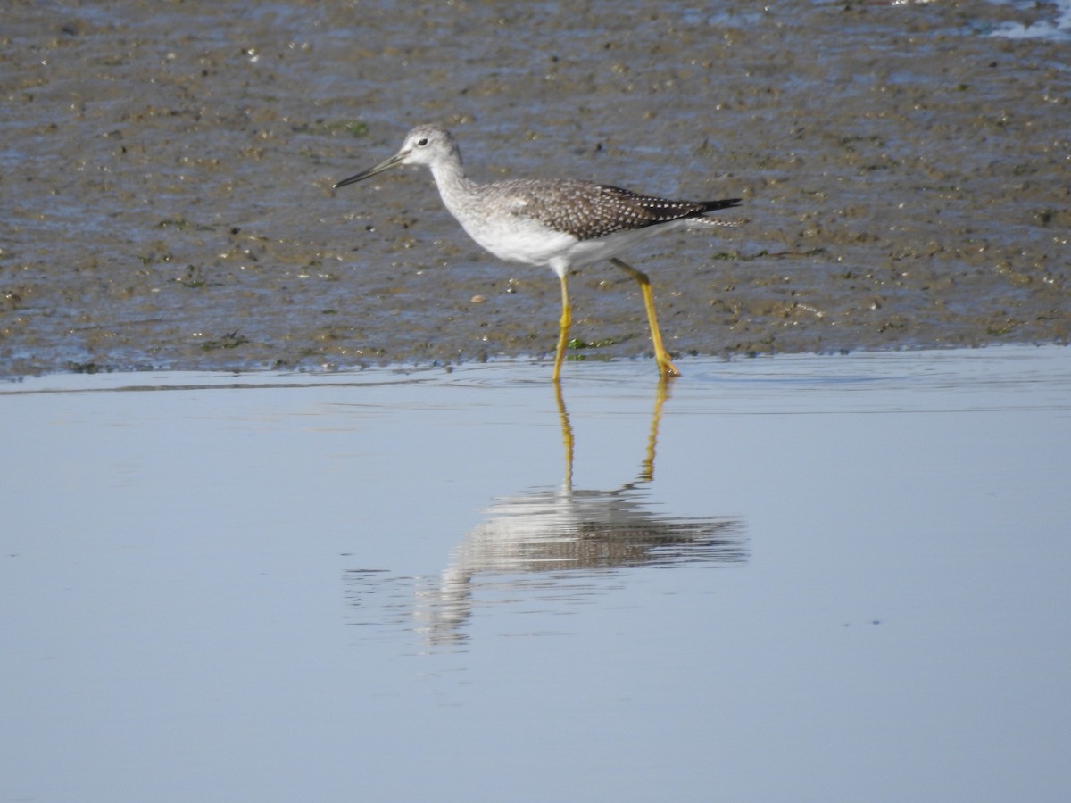 Greater Yellowlegs - ML643118210