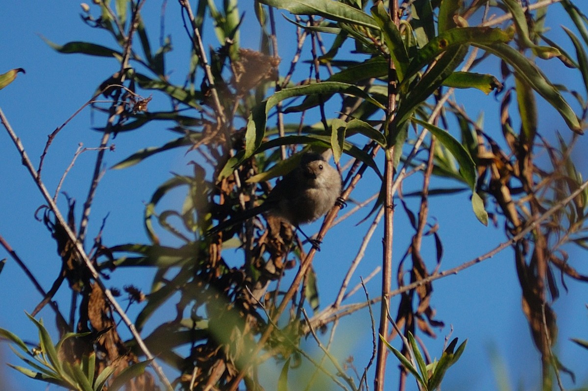 Bushtit - ML643118251