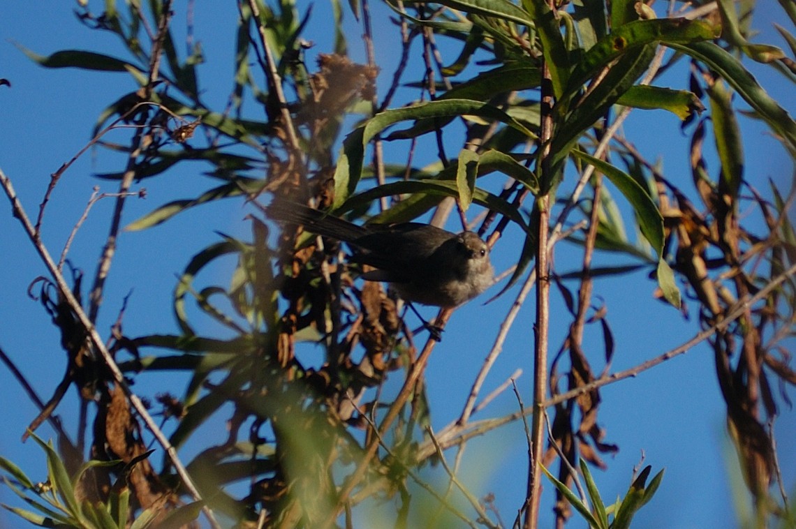 Bushtit - ML643118252