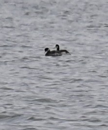 ミミカイツブリ - ML643118265