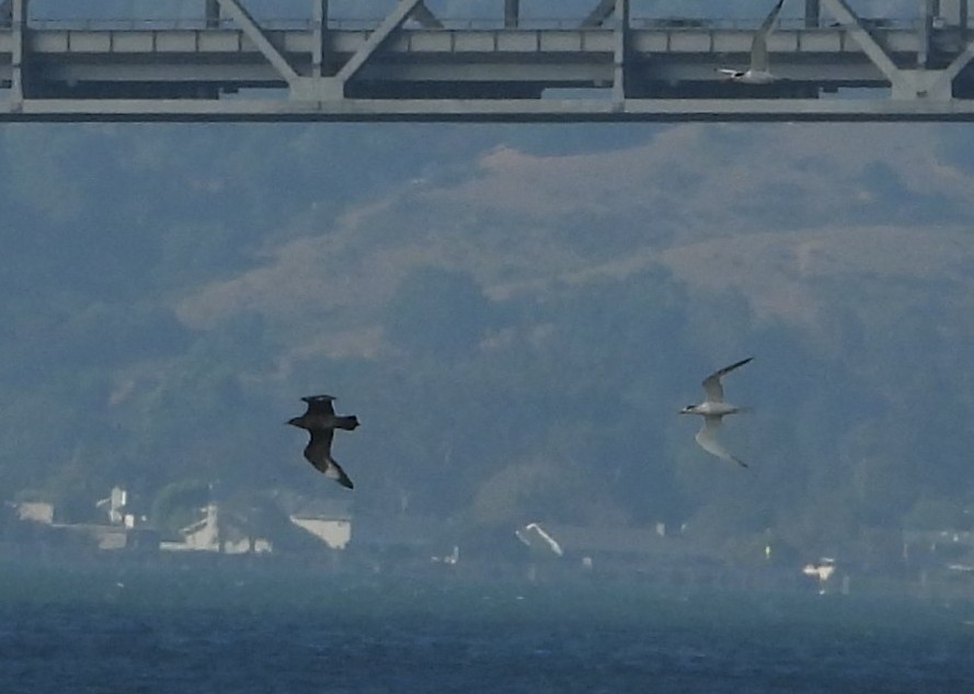 Годон хайлгана - ML643118276