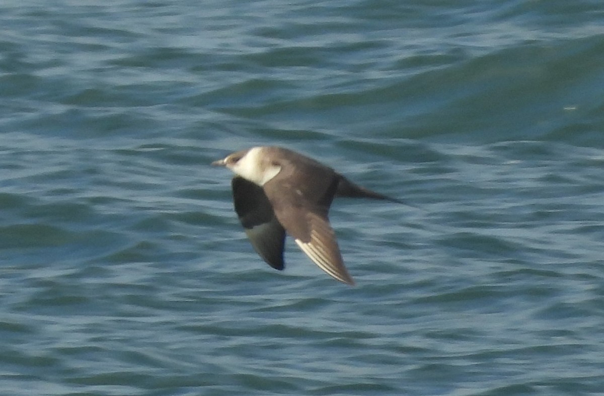 Годон хайлгана - ML643118277