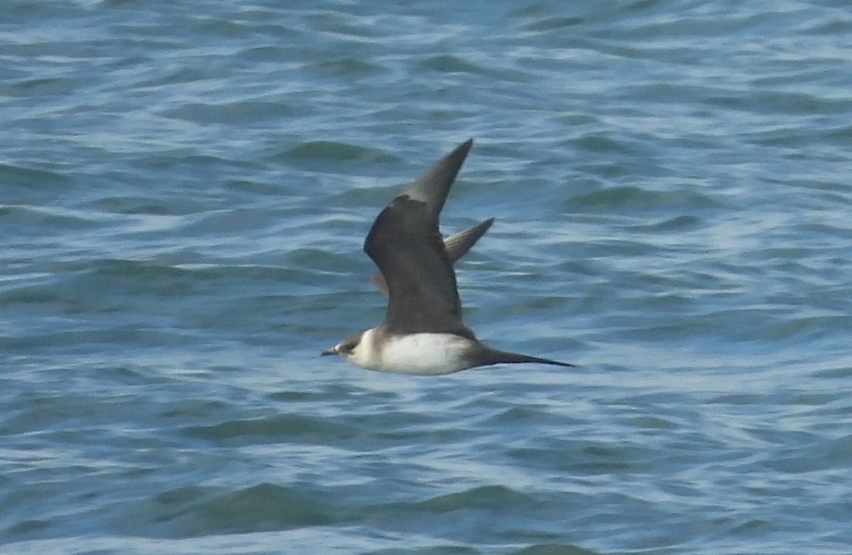 Годон хайлгана - ML643118278