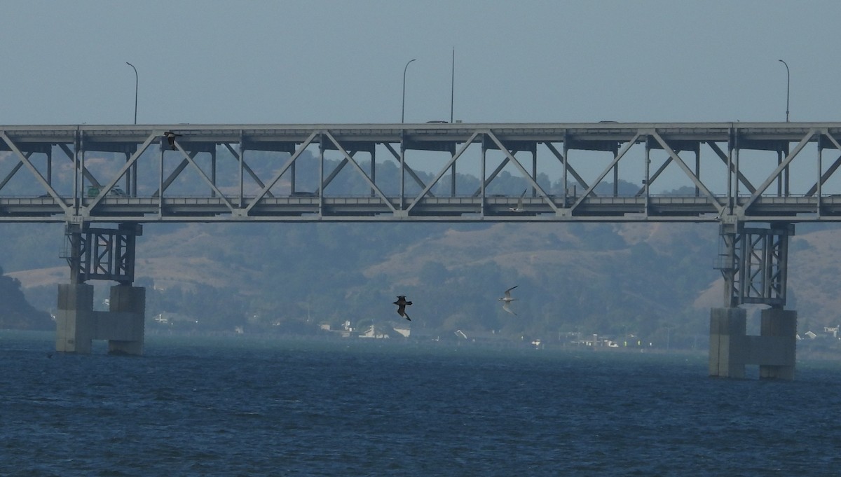 Годон хайлгана - ML643118279