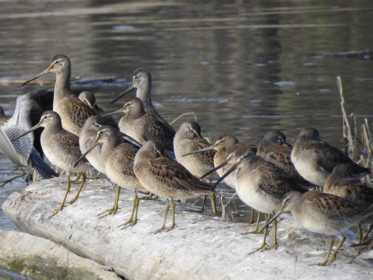 Хараалжин цууцил - ML643118298