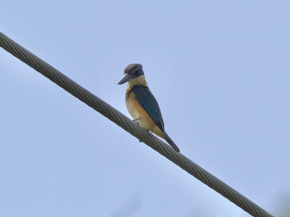 Sacred Kingfisher - ML643118308