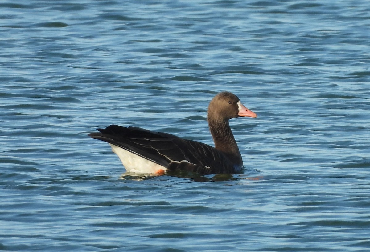 Манхин галуу - ML643118336