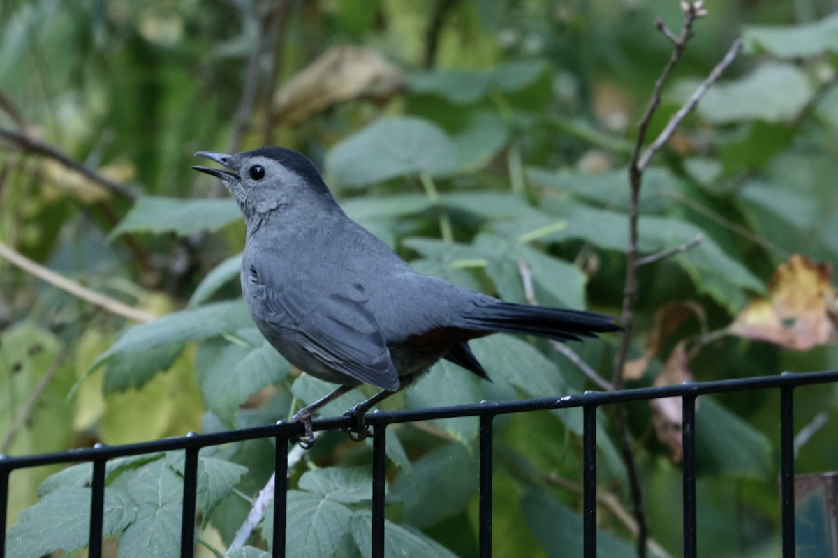 Gray Catbird - ML643118337