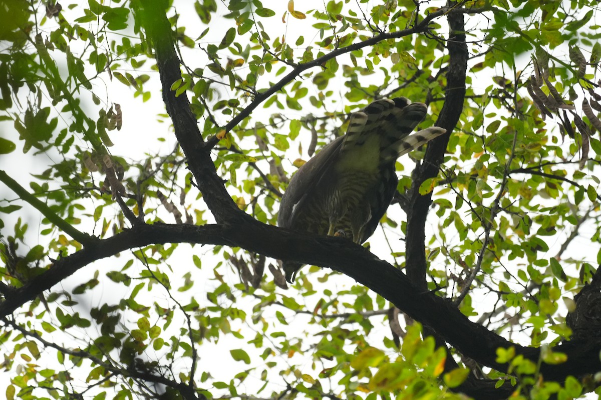 Crested Goshawk - ML643118354